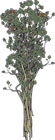 Dried Sicilian Oregano
