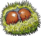 Galician Chestnuts