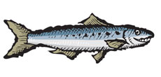 Portuguese Sardines in Extra Virgin Olive Oil
