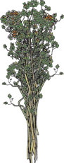 Wild Sicilian Oregano