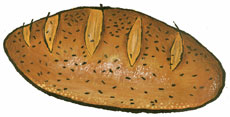 Chernushka Rye Bread