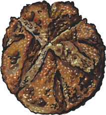 Irish Brown Soda Bread 