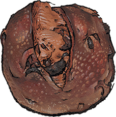 Cherry Chocolate Bread