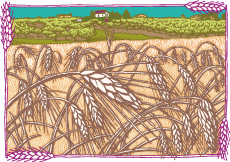 Zingerman's Freshly Milled Wheat Porridge