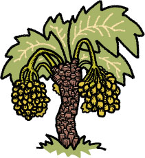 Rancho Meladuco Medjool Dates