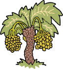 Rancho Meladuco Medjool Dates