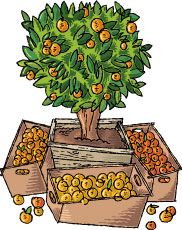 Sweet Citrusy Sampler Gift Box