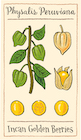 Dried Incan Golden Berries