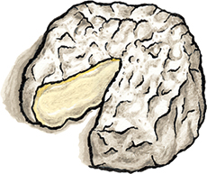 Zingerman's Mini Brie Cheese