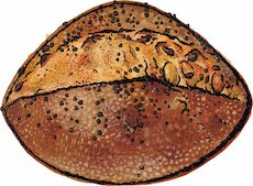 Peppered Bacon Farm Bread