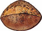 Peppered Bacon Farm Bread