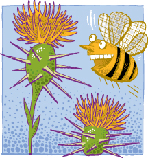 Michigan Star Thistle Honey