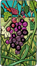Txakoli White Wine Vinegar