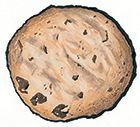 Chocolate Chunk Cookie