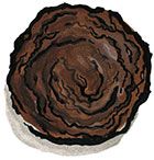 Double Chocolate Cookie