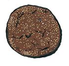 Ginger Jump-Up Molasses Cookie